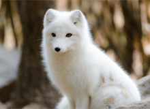 白い狐