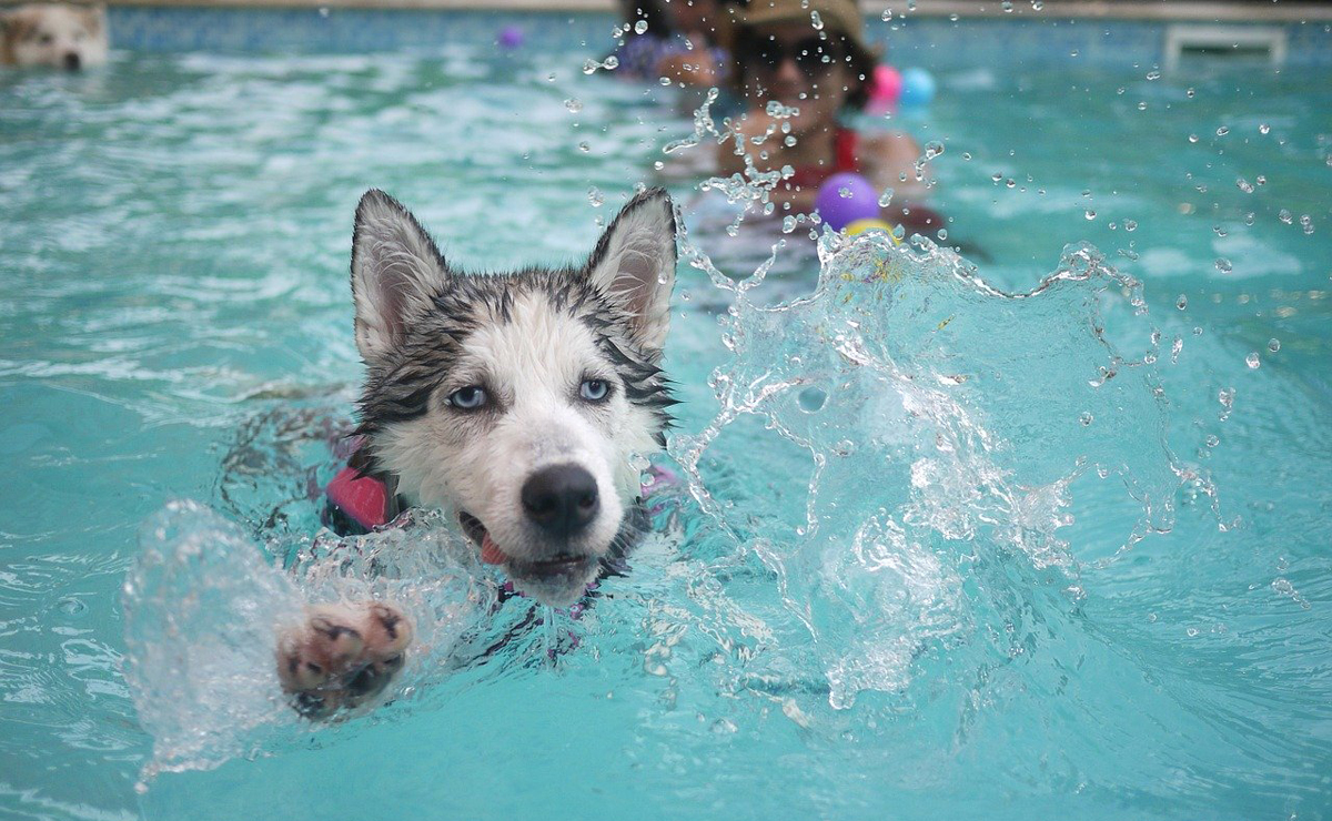 楽しそうに泳ぐイヌ